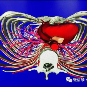 纵隔与前胸壁之间粘连